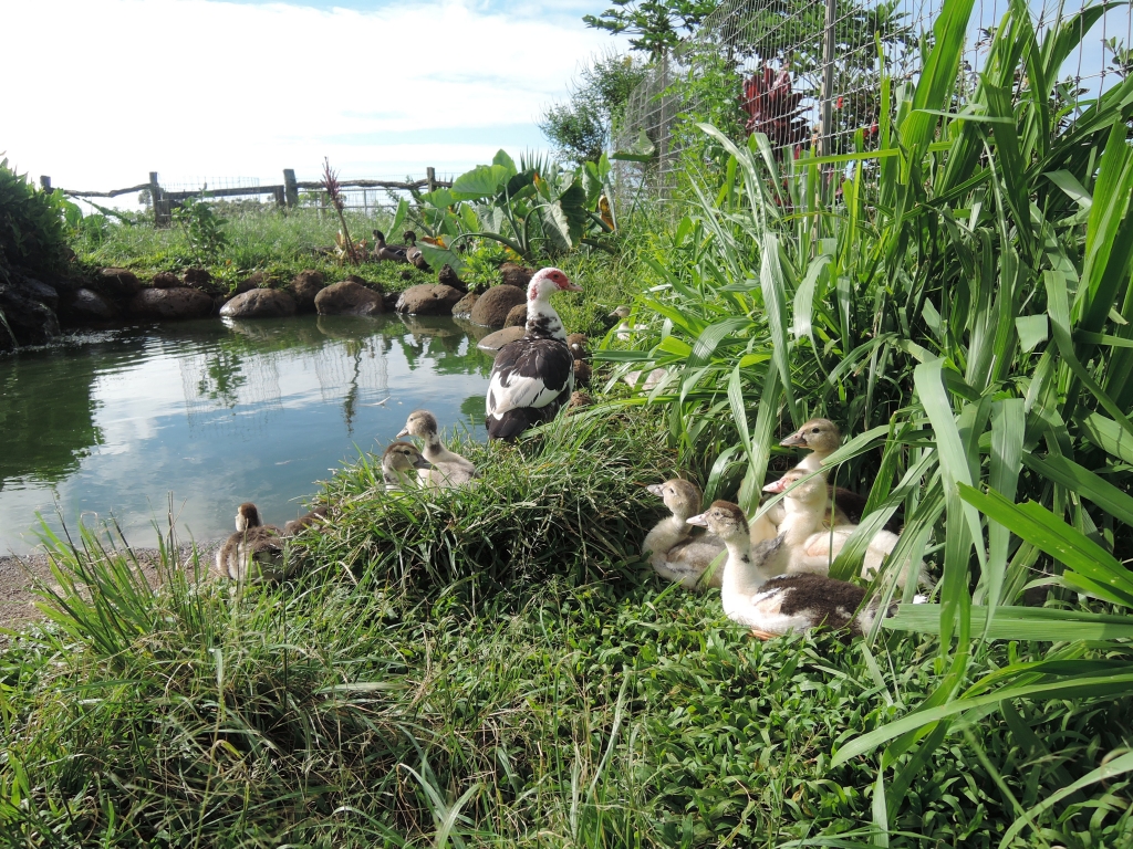 2016:06:02 Haiku Maui Hawaii Leilani Farm Animal Sanctuary VeganTravel Duck Pond