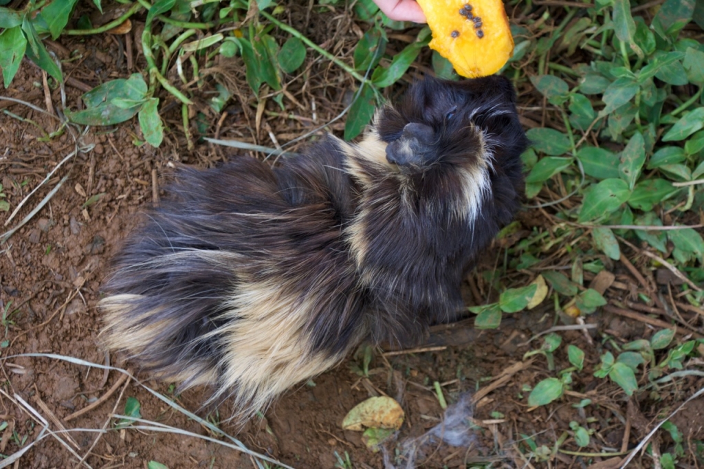 2016:06:02 Haiku Maui Hawaii Leilani Farm Animal Sanctuary VeganTravel Guinea Pig