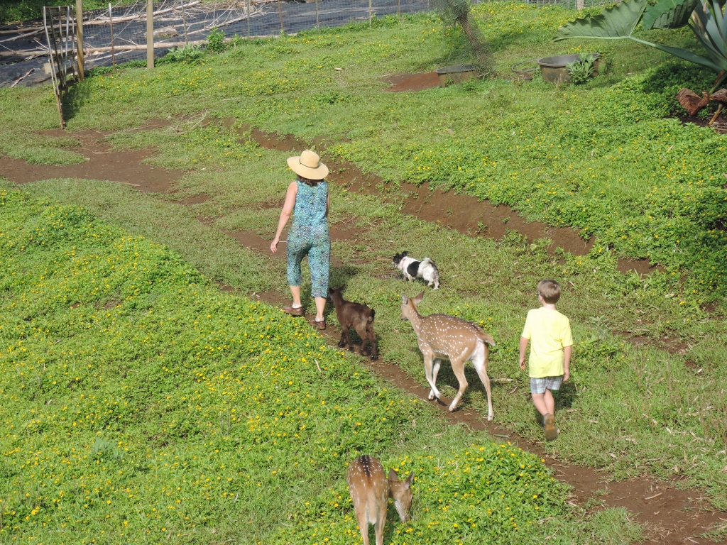 2016:06:02 Haiku Maui Hawaii Leilani Farm Animal Sanctuary VeganTravel Laurelee Goat Deer Dog