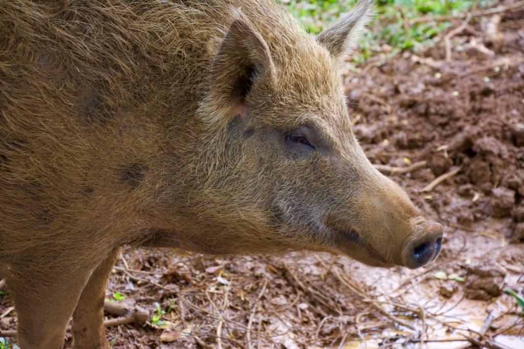 2016:06:02 Haiku Maui Hawaii Leilani Farm Animal Sanctuary VeganTravel Pig