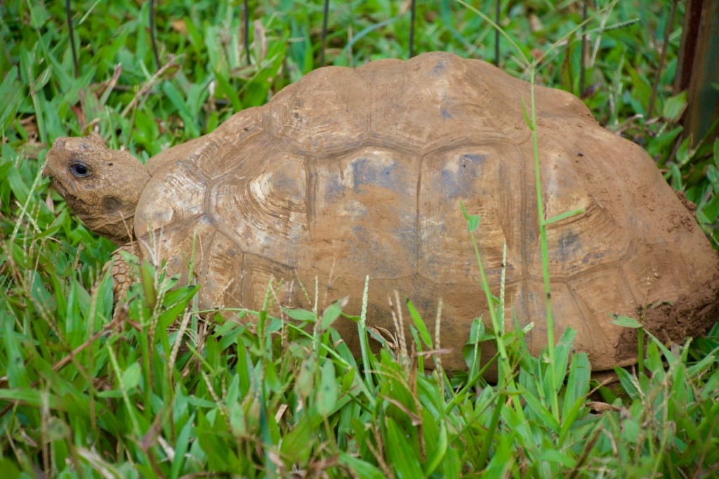 2016:06:02 Haiku Maui Hawaii Leilani Farm Animal Sanctuary VeganTravel Tortoise