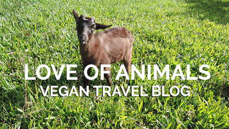 Vegan Traveler Blog - Leilani Farm Sanctuary - Michelle - Vegan Travel