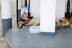 homeless dogs (1)