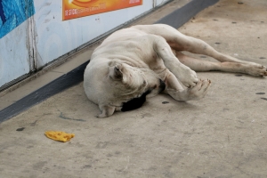 homeless dogs (3)