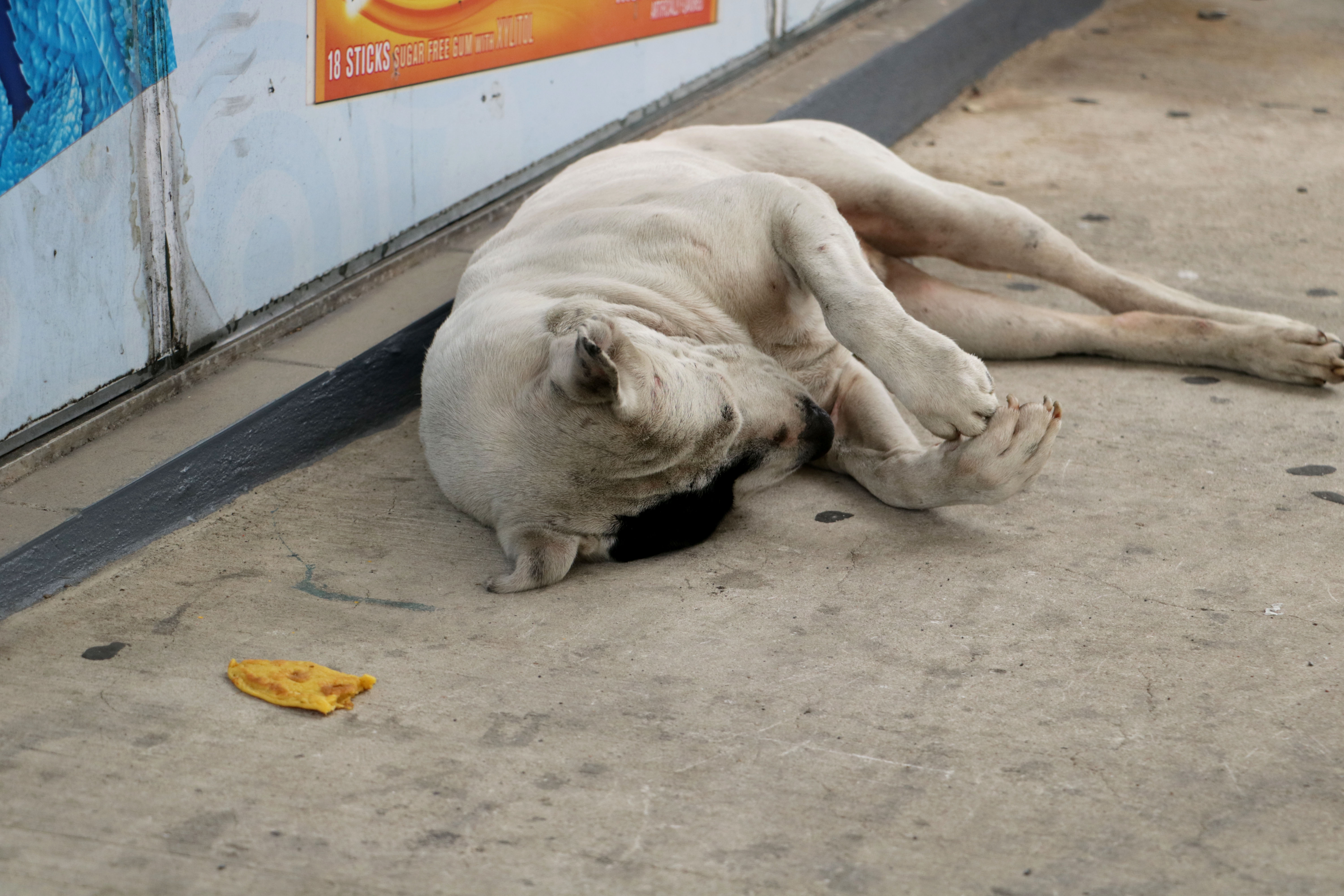 homeless dog pica