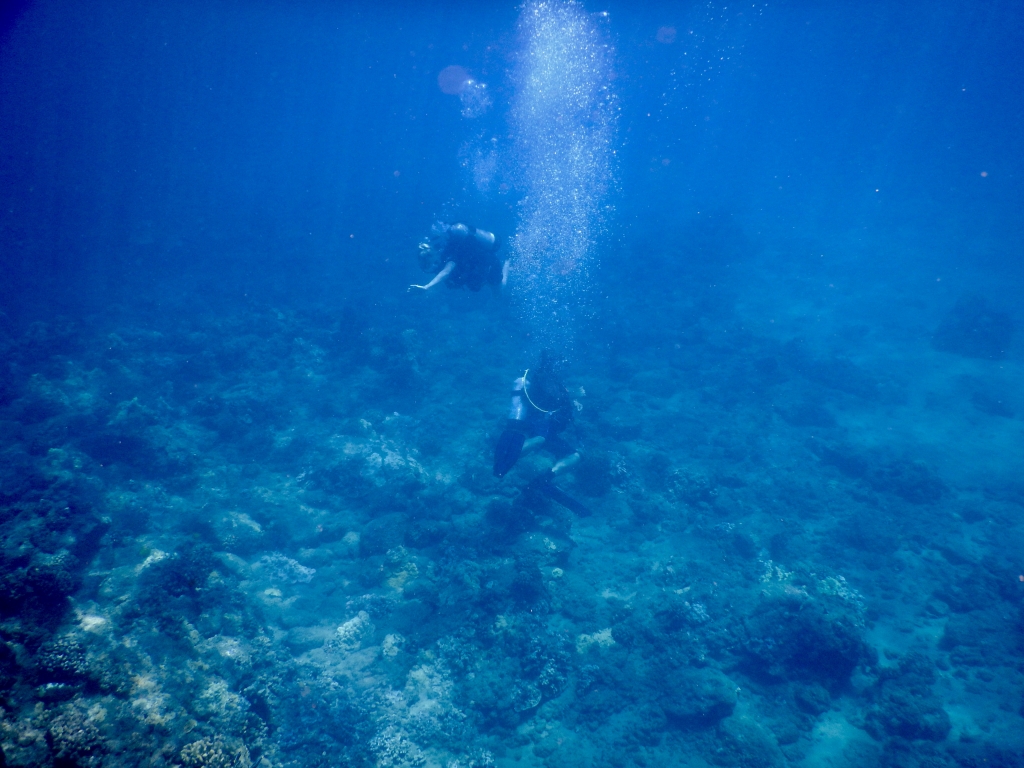 2016:05:29 Kaananpali Black Rock Beach Snorkeling Vegantravel Divers