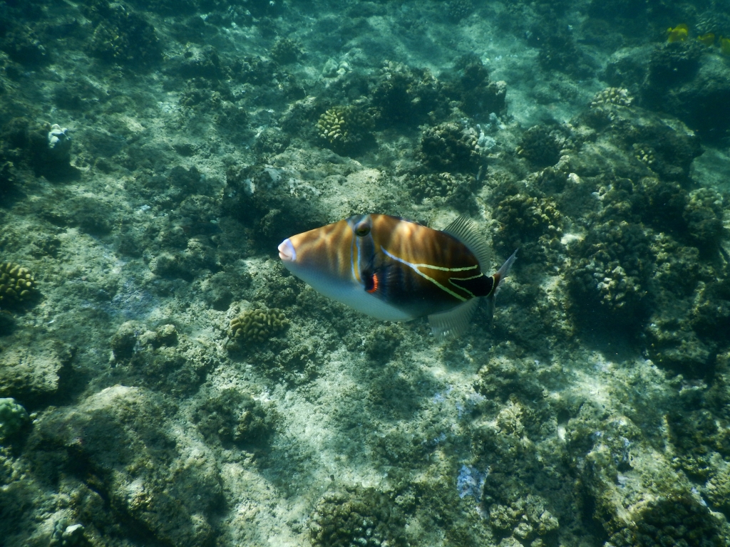 2016:05:29 Kaananpali Black Rock Beach Snorkeling Vegantravel Hawaii State Fish Humuhumunukunukuapua'a