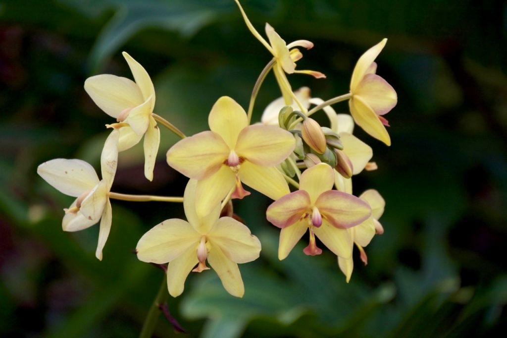 2016:06:01 Lanai Hawaii AMM VeganTravel Four Seasons Flowers