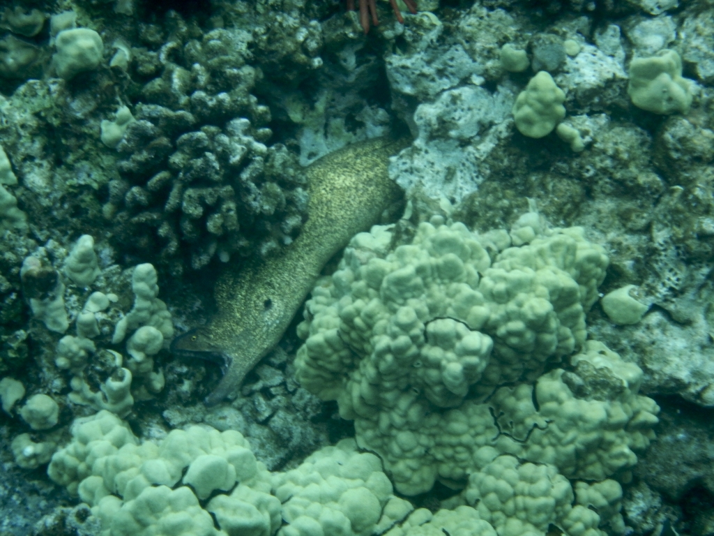 2016:06:04 Molokini Hawaii MM VeganTravel Moray Eel