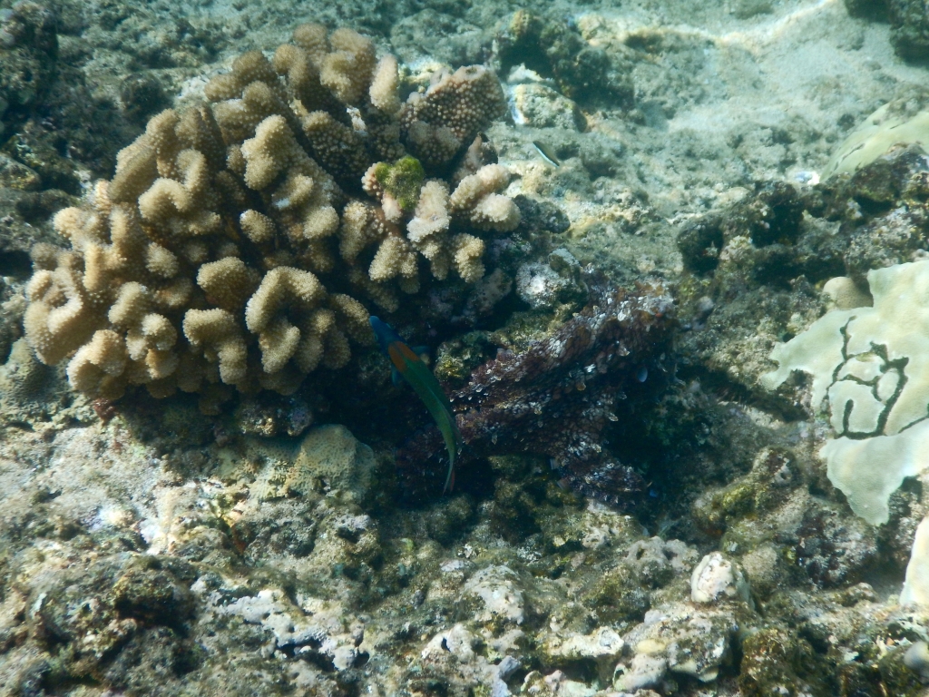 2016:06:05 Honolua Bay Maui Hawaii MM VeganTravel Kayaking Octopus