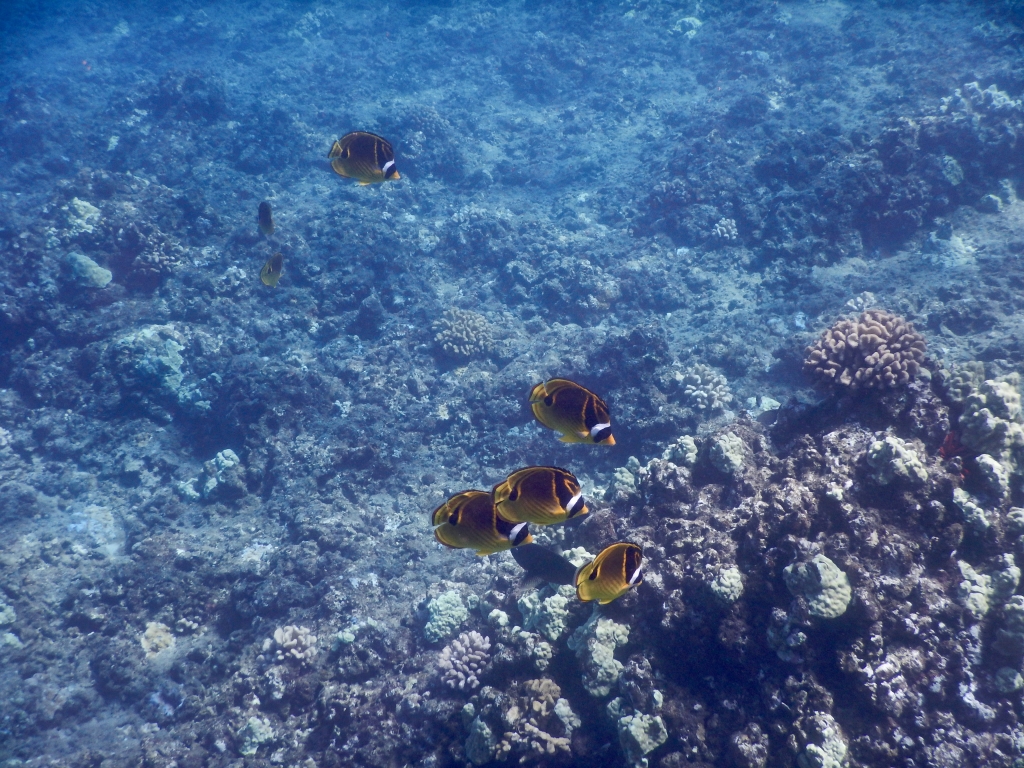 2016:06:06 Honolua Bay Maui Hawaii MM VeganTravel Fish