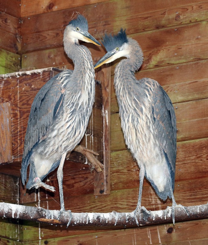 Wildlife Rescue Association of BC Vegan Traveler Reviews - Vegan Travel