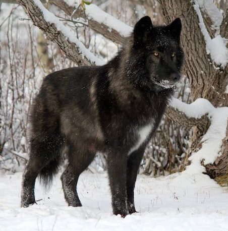 the yamnuska wolfdog sanctuary