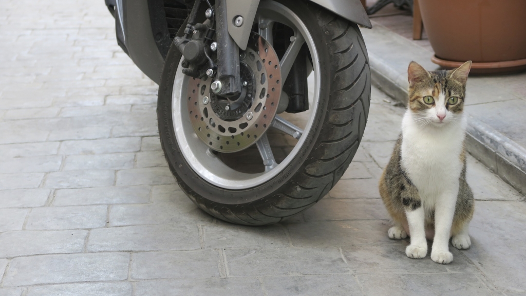 Istanbul_cat and bike