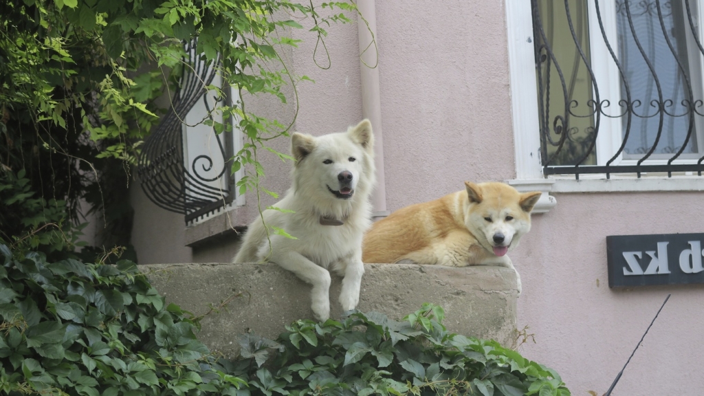 Istanbul_stray dogs