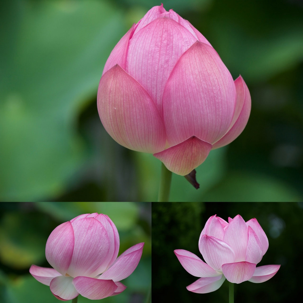Japan Lotus Kyoto - Vegan Travel