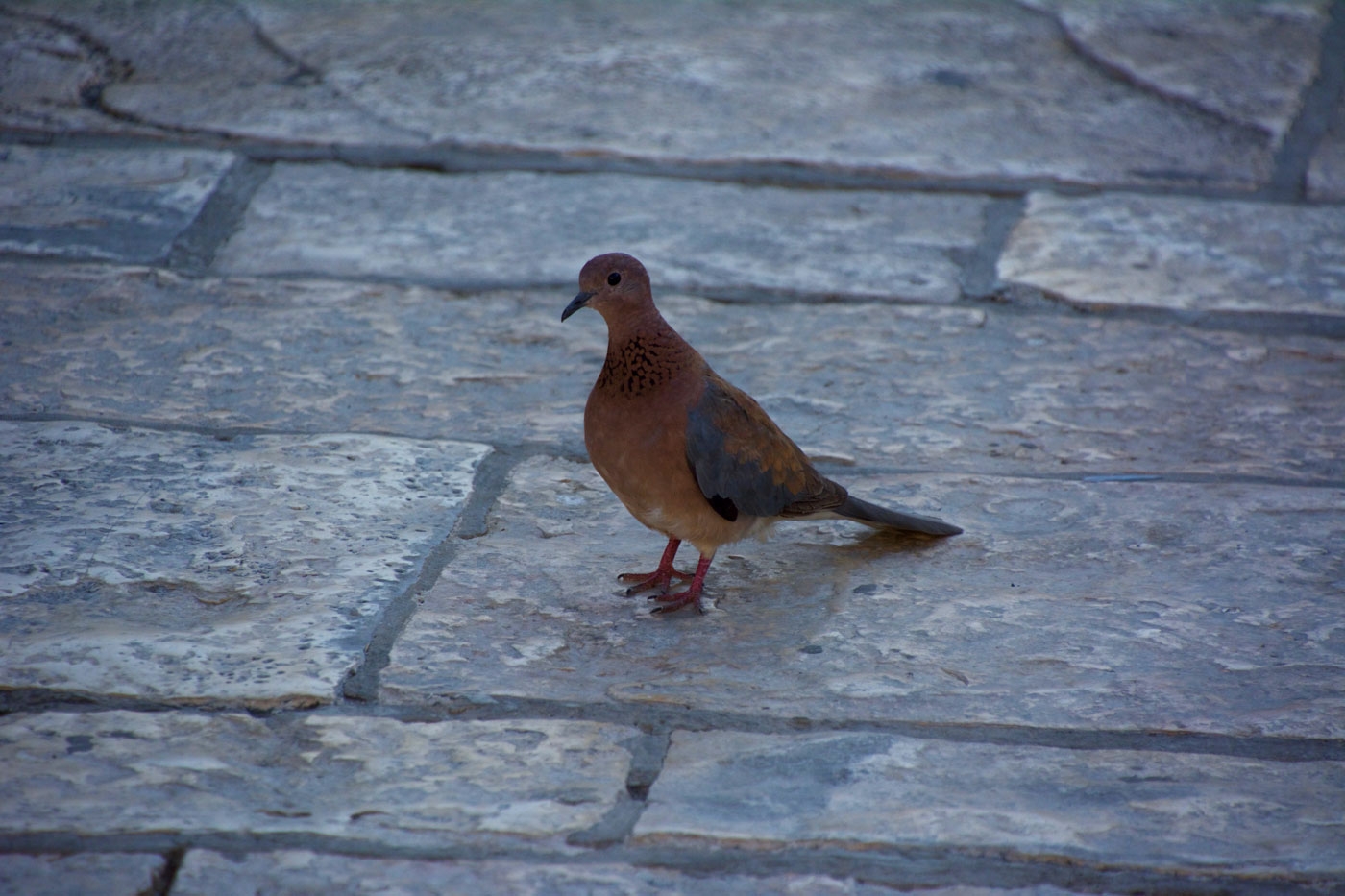 Jerusalem Dove in Old City