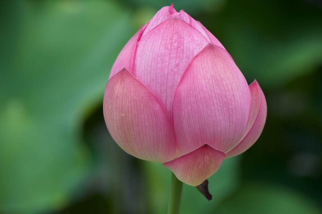 Kyoto Japan Lotus