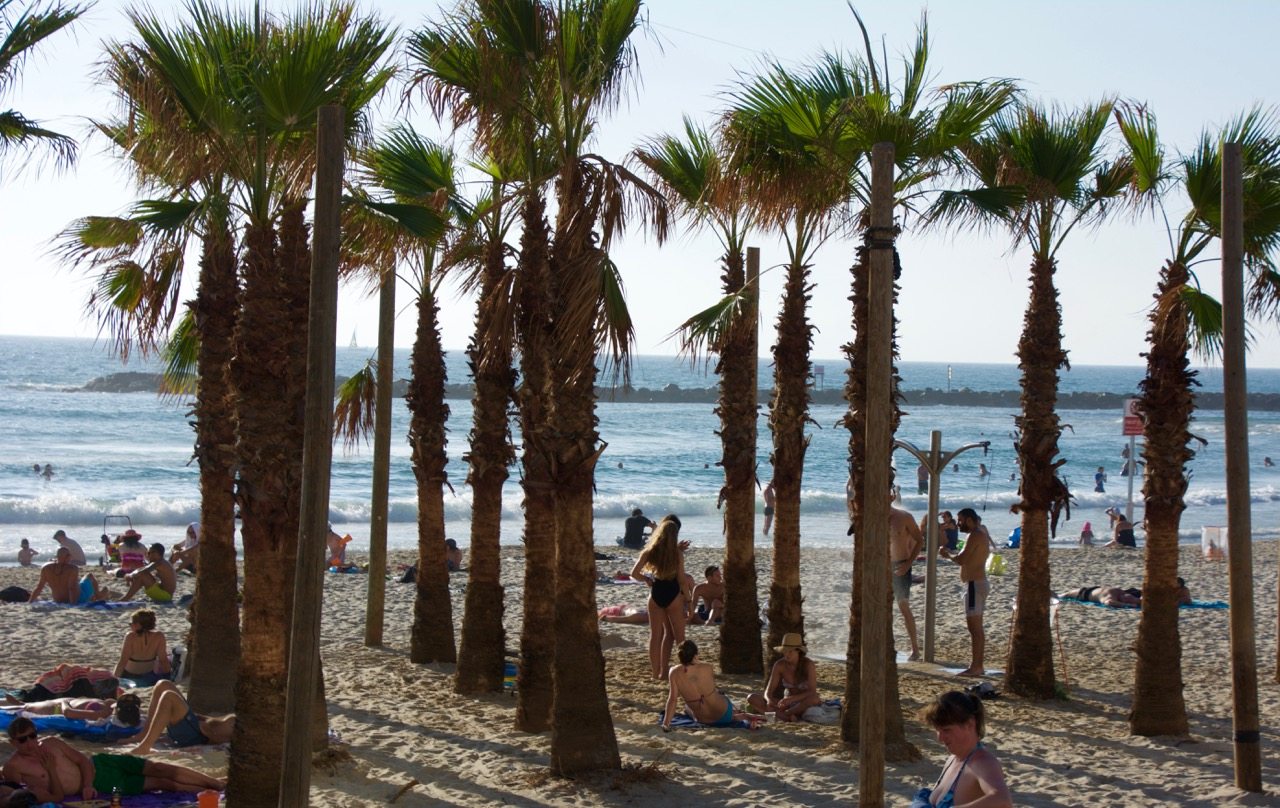 Tel Aviv Beach Palm Trees