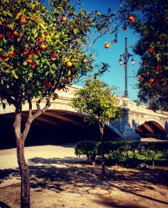 Orange trees in Valencia