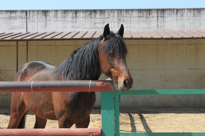 Italy Animal Sanctuaries & Shelters - Vegan Travel Italy Animal Sanctuaries & Shelters - Vegan Travel