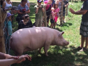 Esther the Wonder Pig