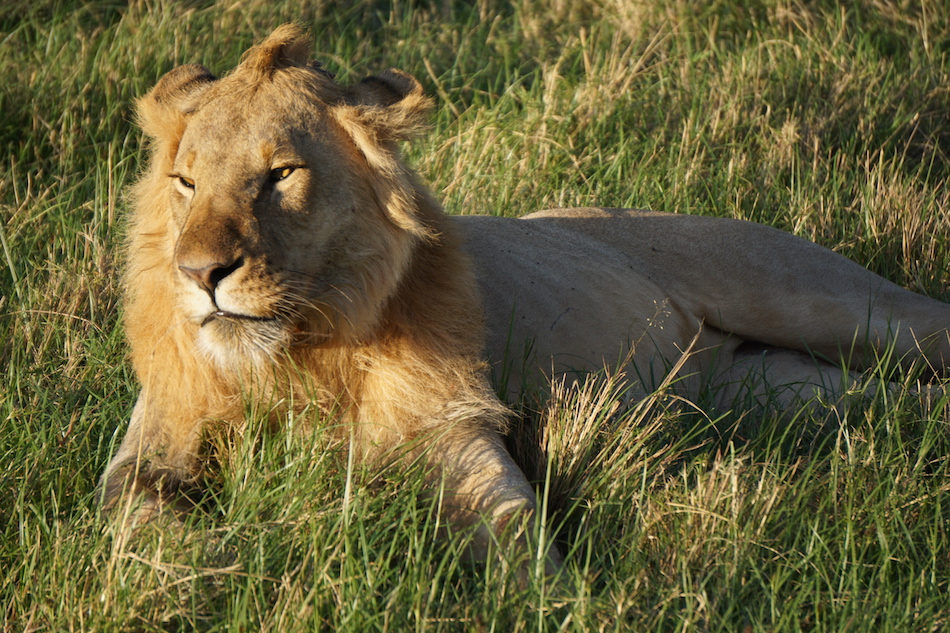 Masai Mara Lion