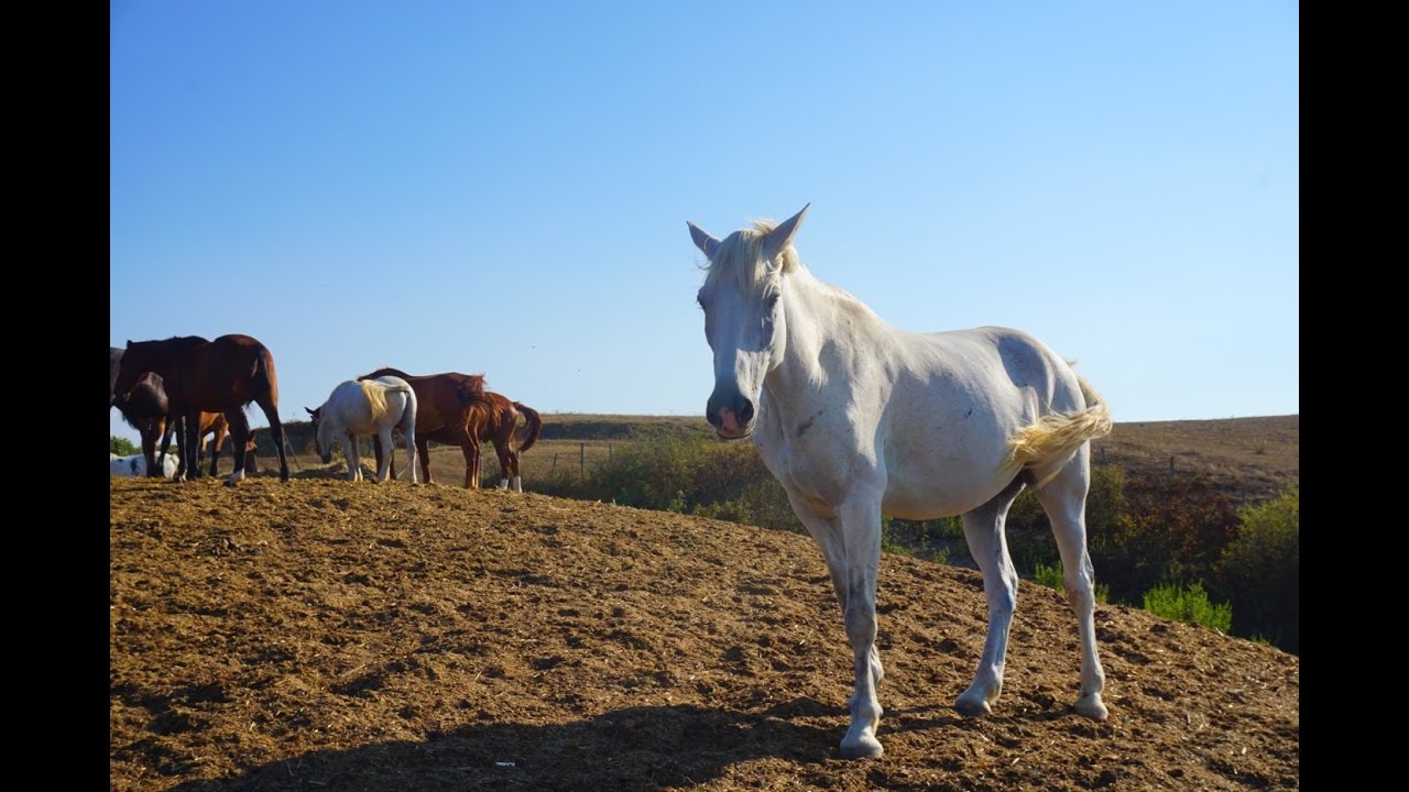 Visiting a Horse Sanctuary in Italy- Vegan Travel Vlog on Visiting a Horse Sanctuary in Italy- Vegan Travel Vlog on