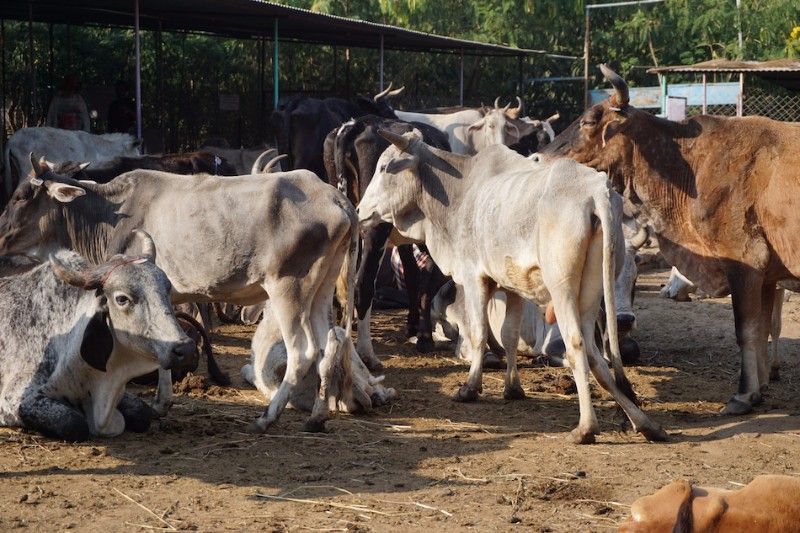 Animal Aid Unlimited, India Vegan Traveler Reviews - Vegan Travel Animal Aid Unlimited, India Vegan Traveler Reviews - Vegan Travel