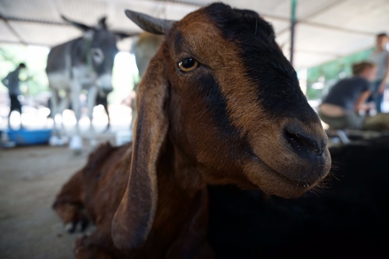 Animal Aid Unlimited, India Vegan Traveler Reviews - Vegan Travel Animal Aid Unlimited, India Vegan Traveler Reviews - Vegan Travel