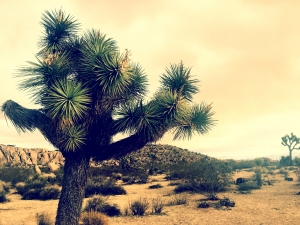 The famous Joshua Tree