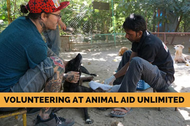 Volunteering at Animal Aid Unlimited - VeganTravel