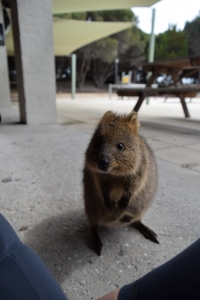 quokka