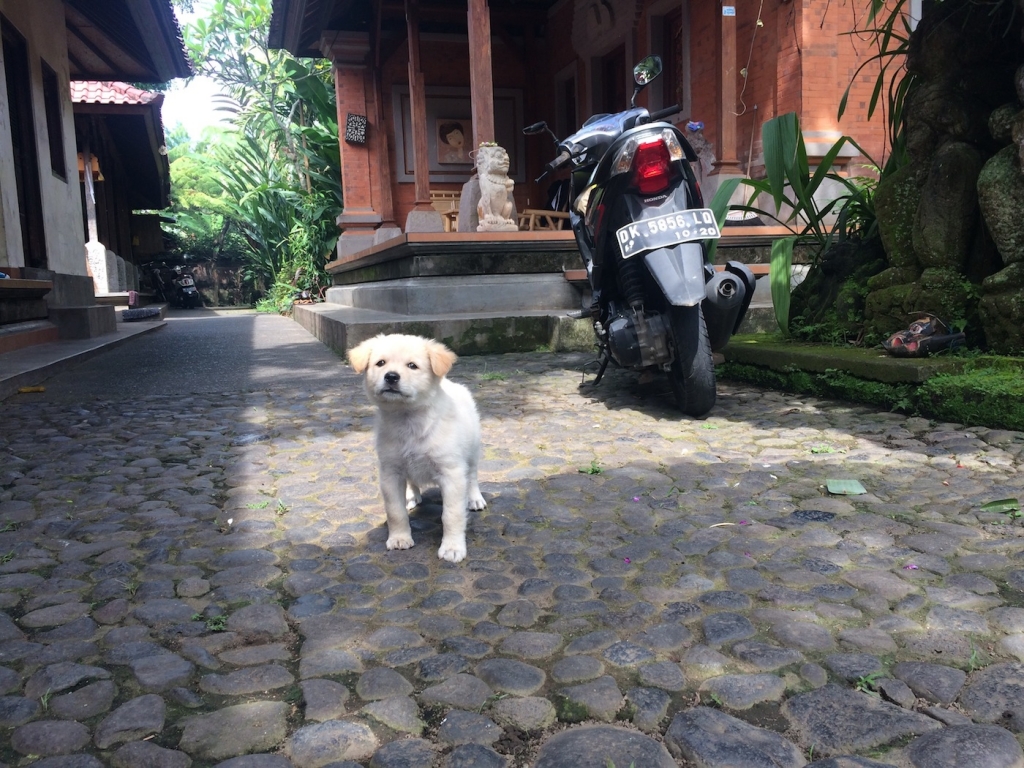 Balinese Family Compound