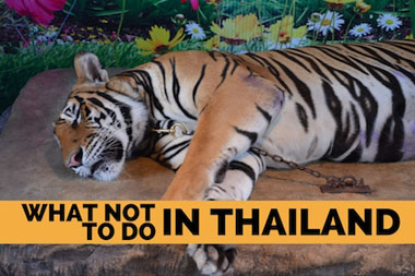 What Not to do in Thailand - VeganTravel