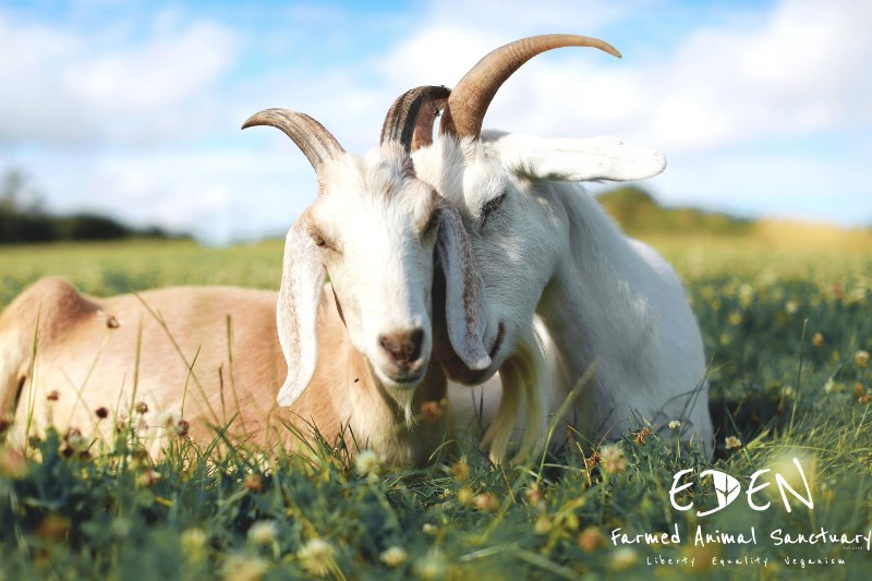 Eden Farmed Animal Sanctuary Vegan Traveler Reviews Vegan Travel