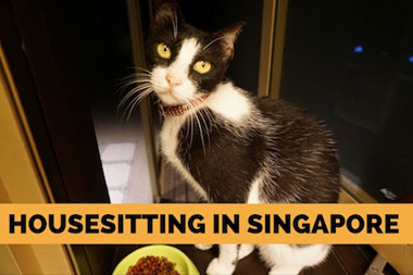 Housesitting in Singapore