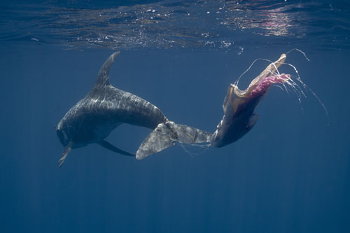 Dolphin entangled in fishing line and plastic bags