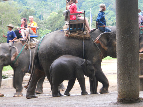 Tourists riding Elephants