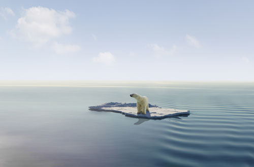 Polar Bear trapped on Iceberg