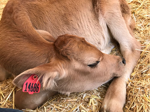 Tito Rescued Baby Cow