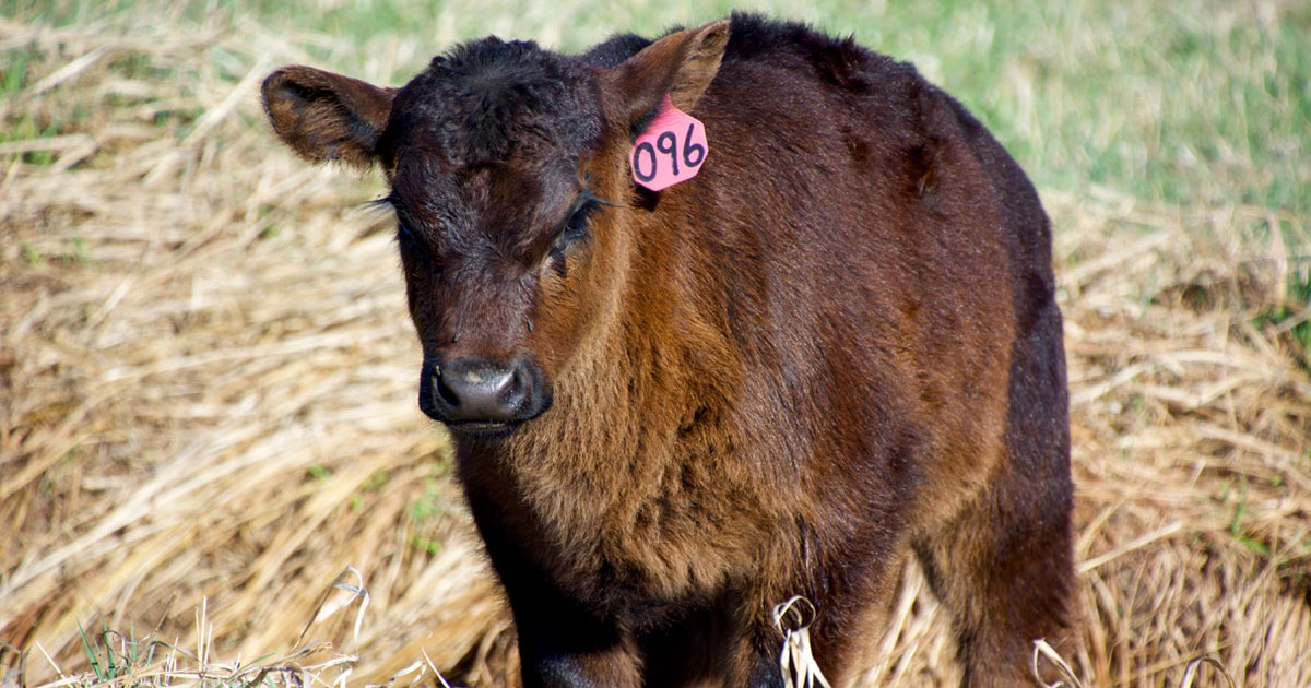 Why Go Vegan Here Are Some Reasons To Consider Vegantravel Why Go Vegan Here Are Some Reasons To Consider Vegantravel