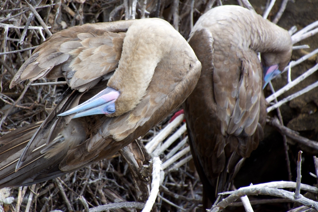 Galapagos Red Footed Boobies