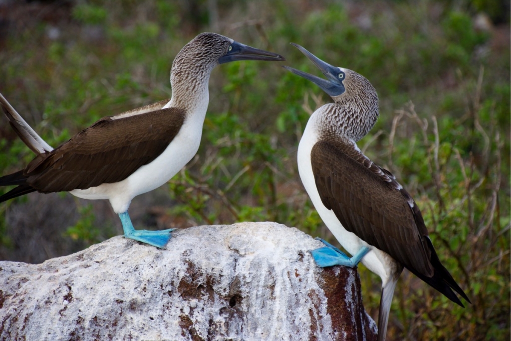 Blue Footed Boobies on North Seymour