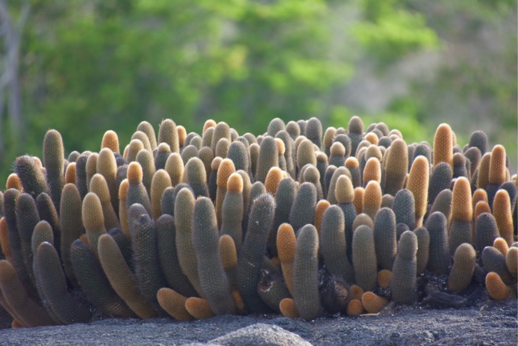 Cacti on Punta Espinoza