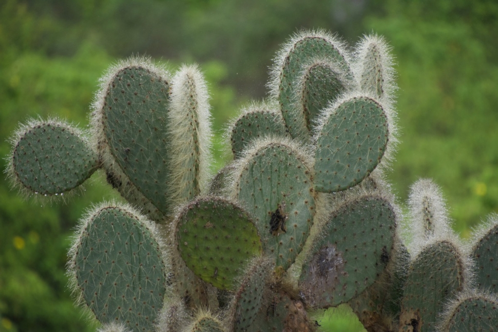 Cactus on Playa Espumilla, Santiago Island