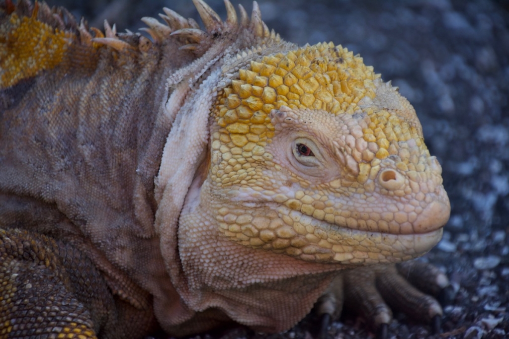 Galápagos Land Iguana on Santiago Island