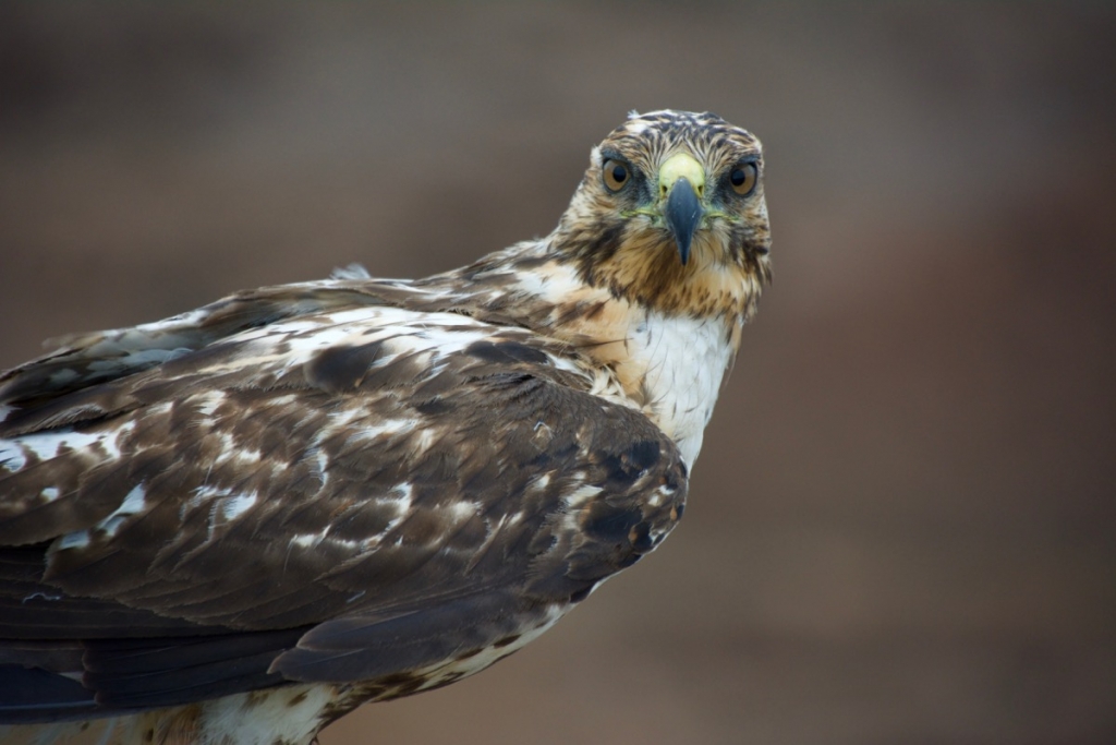 Galápagos Hawk on Bartolomé Island seemed to have no fear of humans