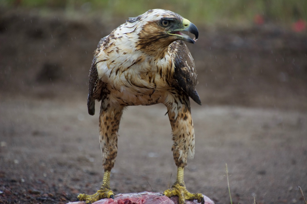 Galápagos Hawk