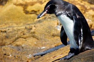 Galápagos Penguin on Punta Vicente Roca